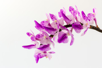 Pink orchid flower, Aerides multiflora.