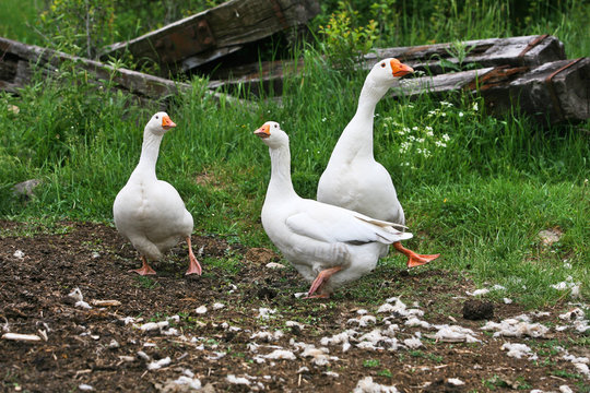 white geese in the village isolated