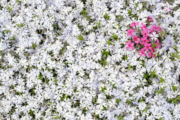 Fototapeta premium Pink heart in white phlox subulatas