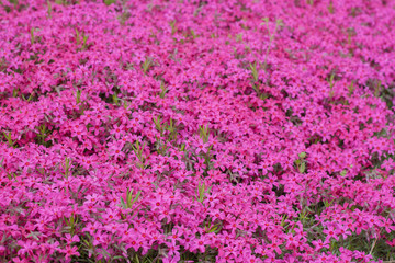 Naklejka premium Pink phlox subulata