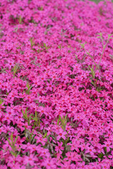 Obraz premium Pink phlox subulata