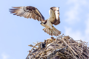 Osprey Taking Off From Nest