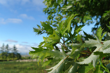 morning dew on leafs
