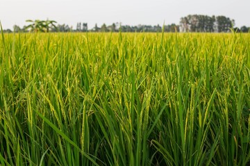 rice crop nearly ready for harvest