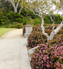 Fototapeta na wymiar Walkway with blooming bushes along side. Laguna Beach trip