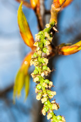 Spring buds of poplar