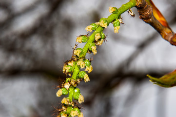 Spring buds of poplar