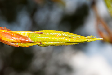Spring buds of poplar