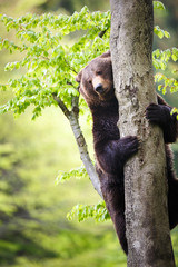 Brown bear (Ursus arctos)