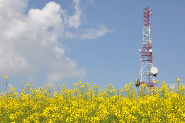 Telecommunication tower on a rape field