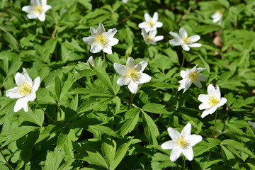 Blossoming anemony dubravny (Anemone nemorosa L. ) © vodolej