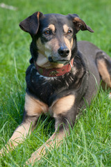 Hund liegt auf dem grünen Rasen