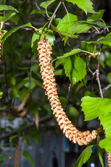 Birch catkins after rain