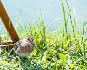 wood sandpiper  Tringa glareola  bird 
