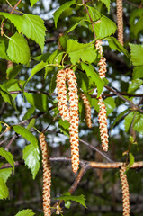 Birch catkins after rain