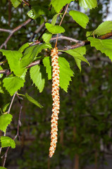 Naklejka premium Birch catkins after rain
