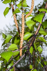 Birch catkins after rain