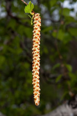 Birch catkins after rain