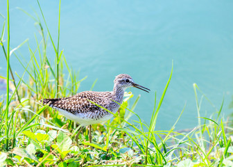 wood sandpiper  Tringa glareola  bird 