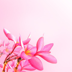 Flower background. Pink plumeria flowers