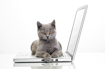 a kitten and a laptop