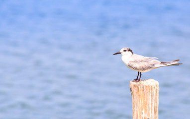 beautiful Brown-Headed Gull standing on the log 