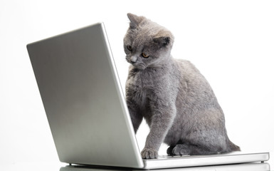 a kitten and a laptop