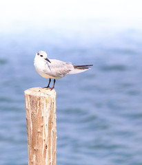 beautiful Brown-Headed Gull standing on the log 