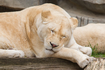 Female African white lion resting