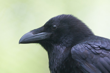 Common Raven portrait