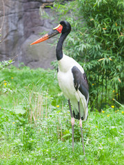 Saddle-billed stork. Latin name - Ephippiorhynchus senegalensis