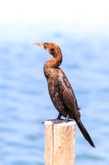 Black bird, beautiful Little Cormorant standing on the log .