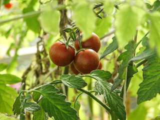 tomate plantation
