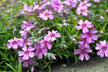 Zottiger Mannsschild