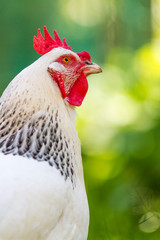 chicken head