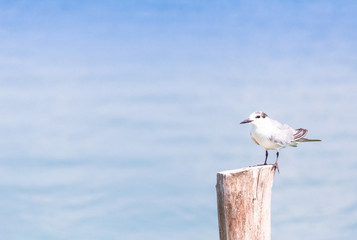 beautiful Brown-Headed Gull standing on the log 