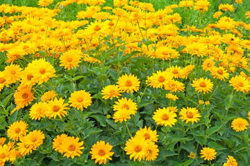 Obraz premium Sonnenaugen - Heliopsis