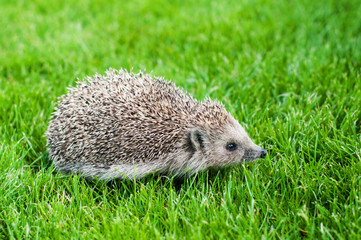Hedgehog