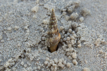 Beach in Summertime