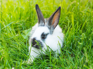 rabbit in green grass