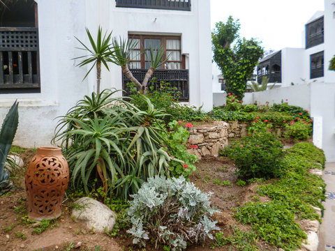 vegetation maroc