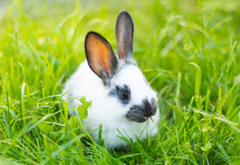 rabbit in green grass