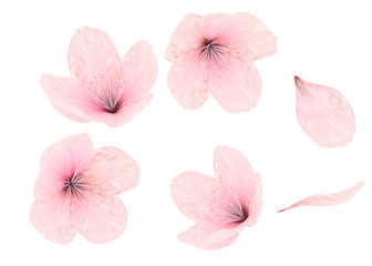 Pink flower and petals on white background