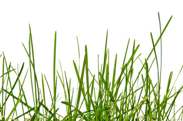 grass isolated