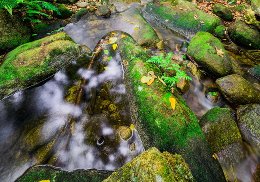 the Stream temperate rain forest