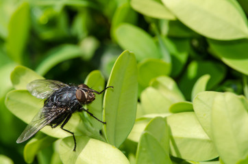 fly in leaves
