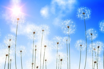 Obraz na płótnie Canvas Digitally generated dandelions against blue sky