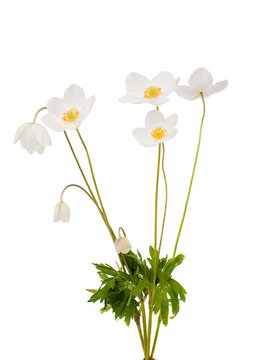 White Anemone Flower Images – Browse 81,468 Stock Photos, Vectors, and ...