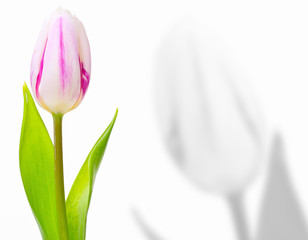 Grußkarte, einzelne Tulpe mit Schatten