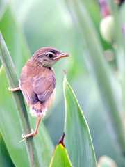 Close up view of nice little bird